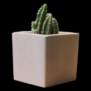 Cleistocactus